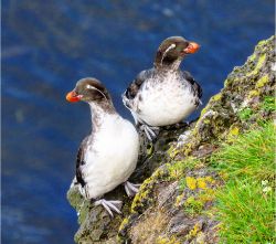 Parakeet Auklets